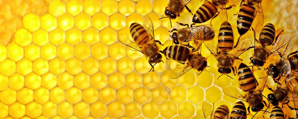 Bees on a honeycomb