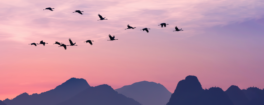 Migrating birds on a pink sky to represent migrating a software application.