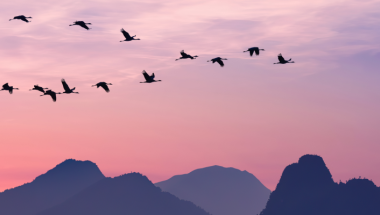 Migrating birds on a pink sky to represent migrating a software application.